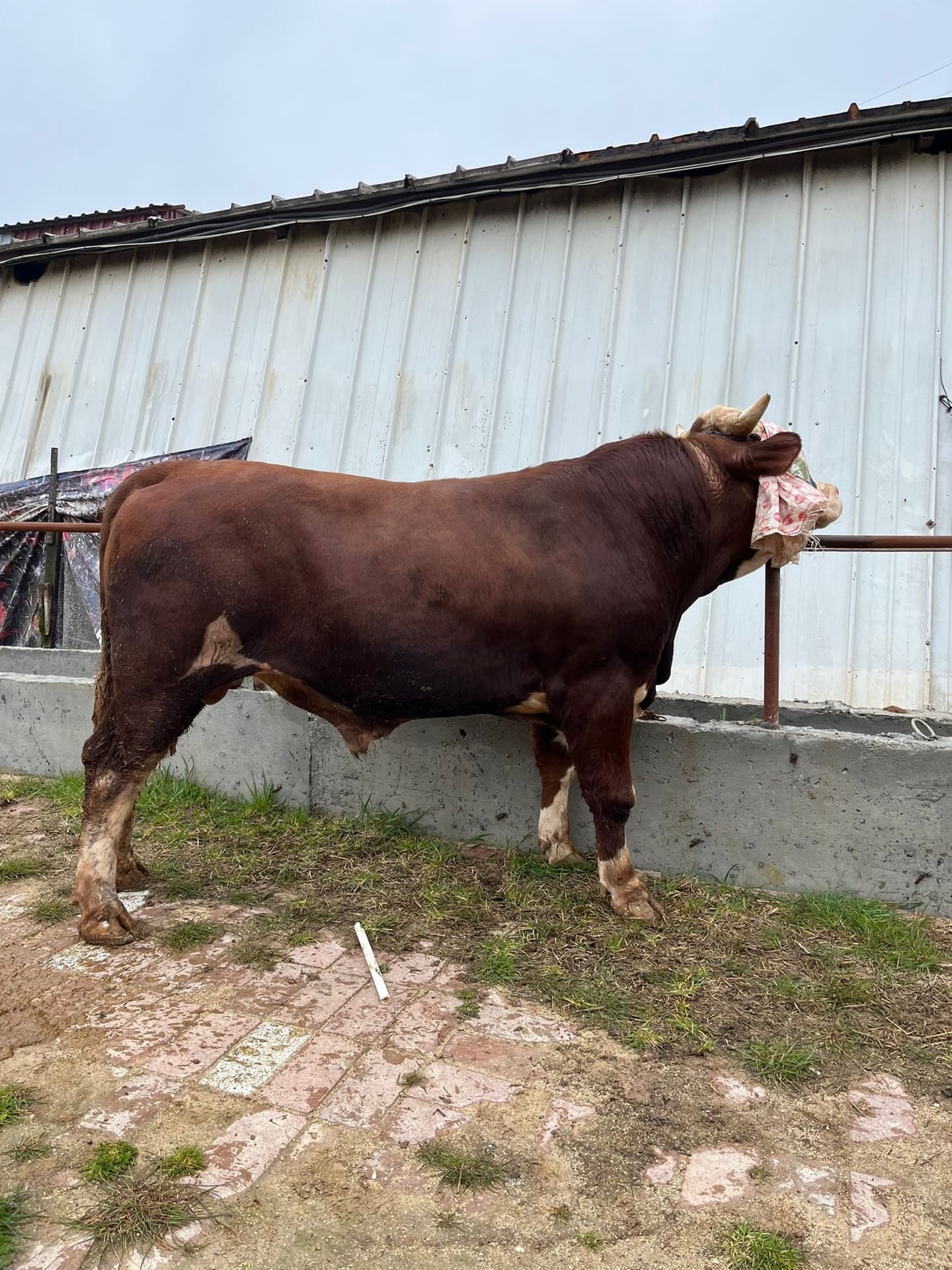 Çatalca besi çiftliği geniş mera alanlarında otlayan büyükbaş yerli besi kurbanlık dana