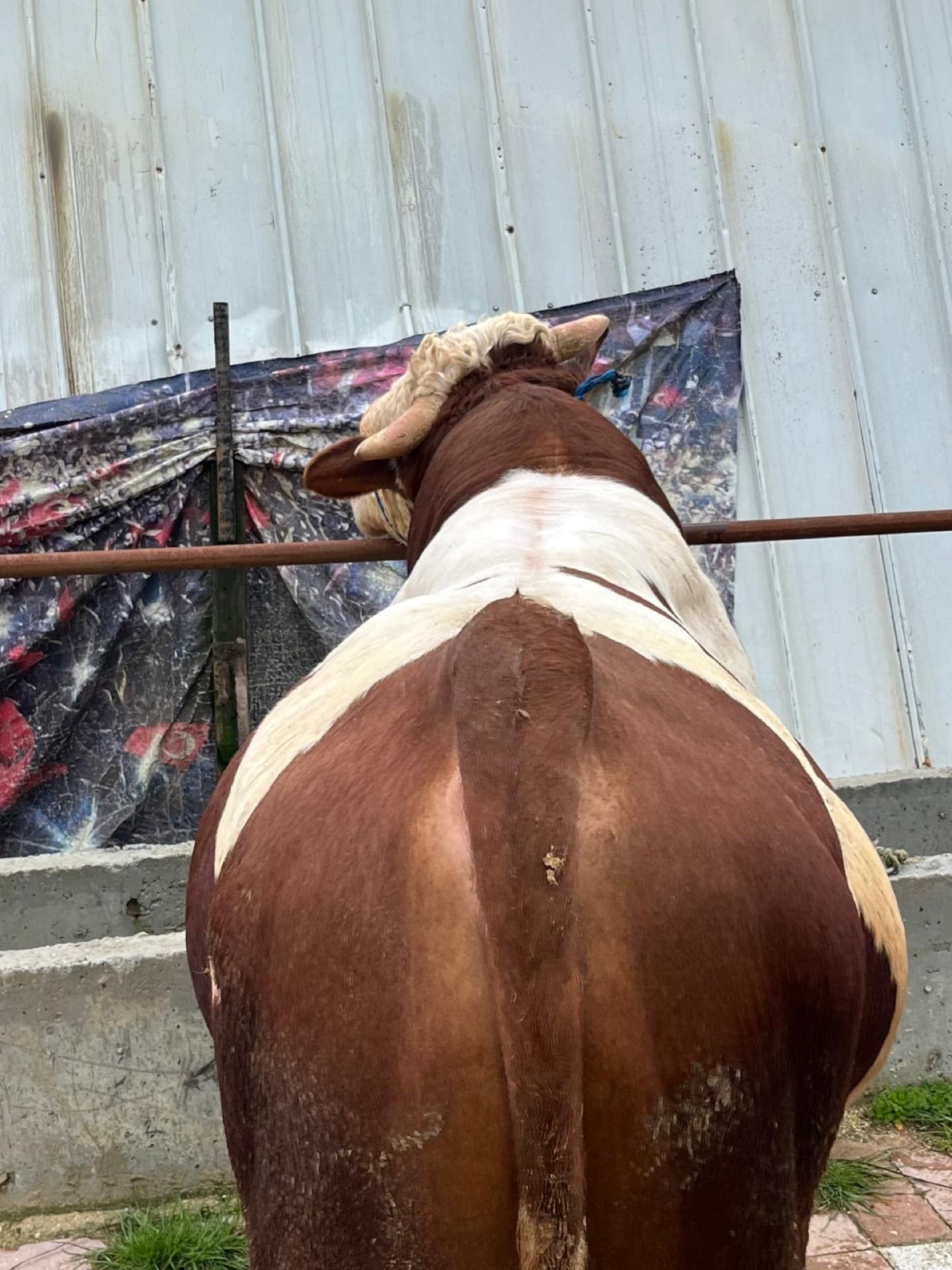 Yeşil meralarda otlayan Çatalca kurbanlık düve sürüsü fotoğrafı