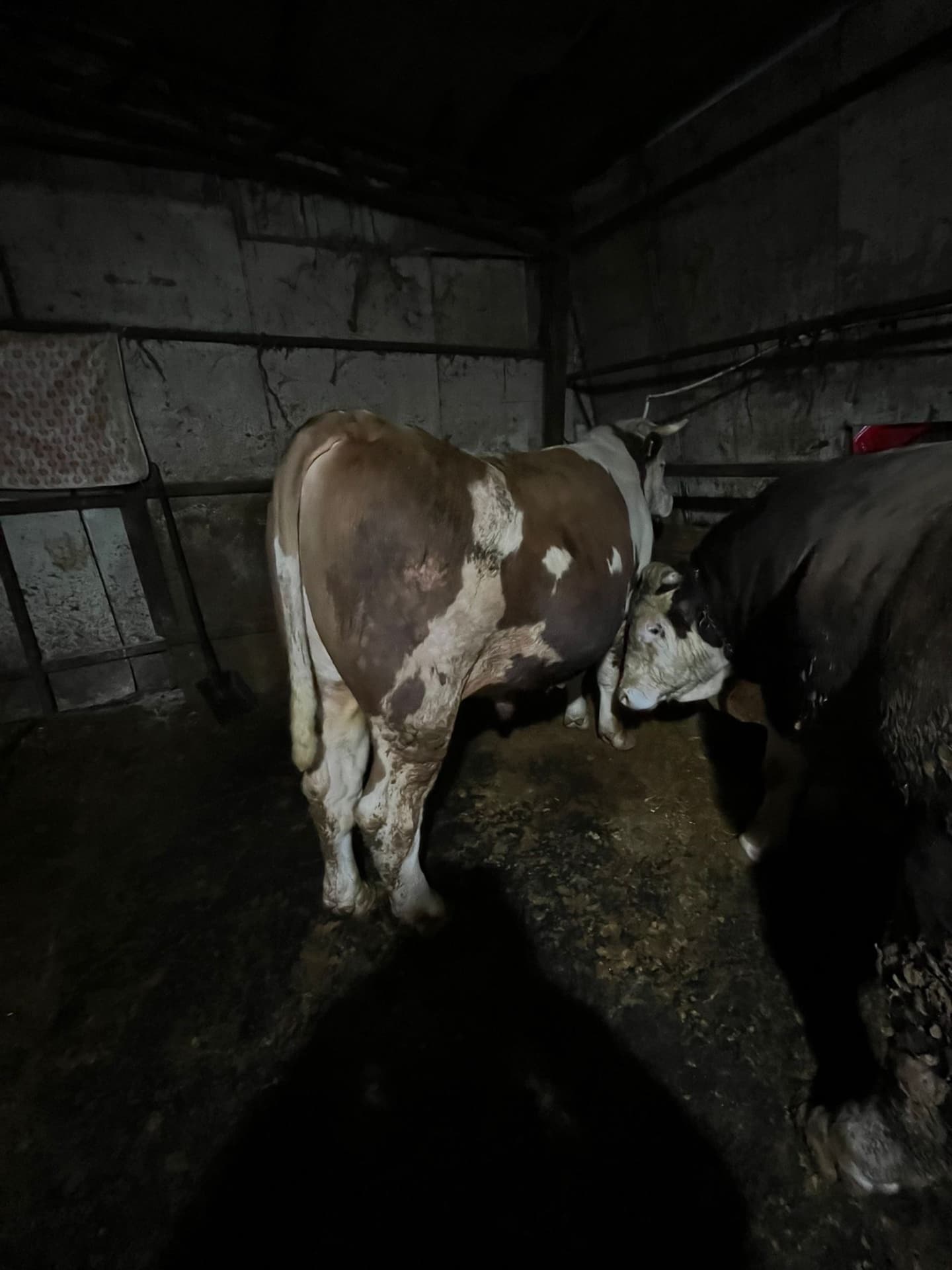 Ahır içerisinde sağlıklı büyükbaş hayvanların bakım ortamı