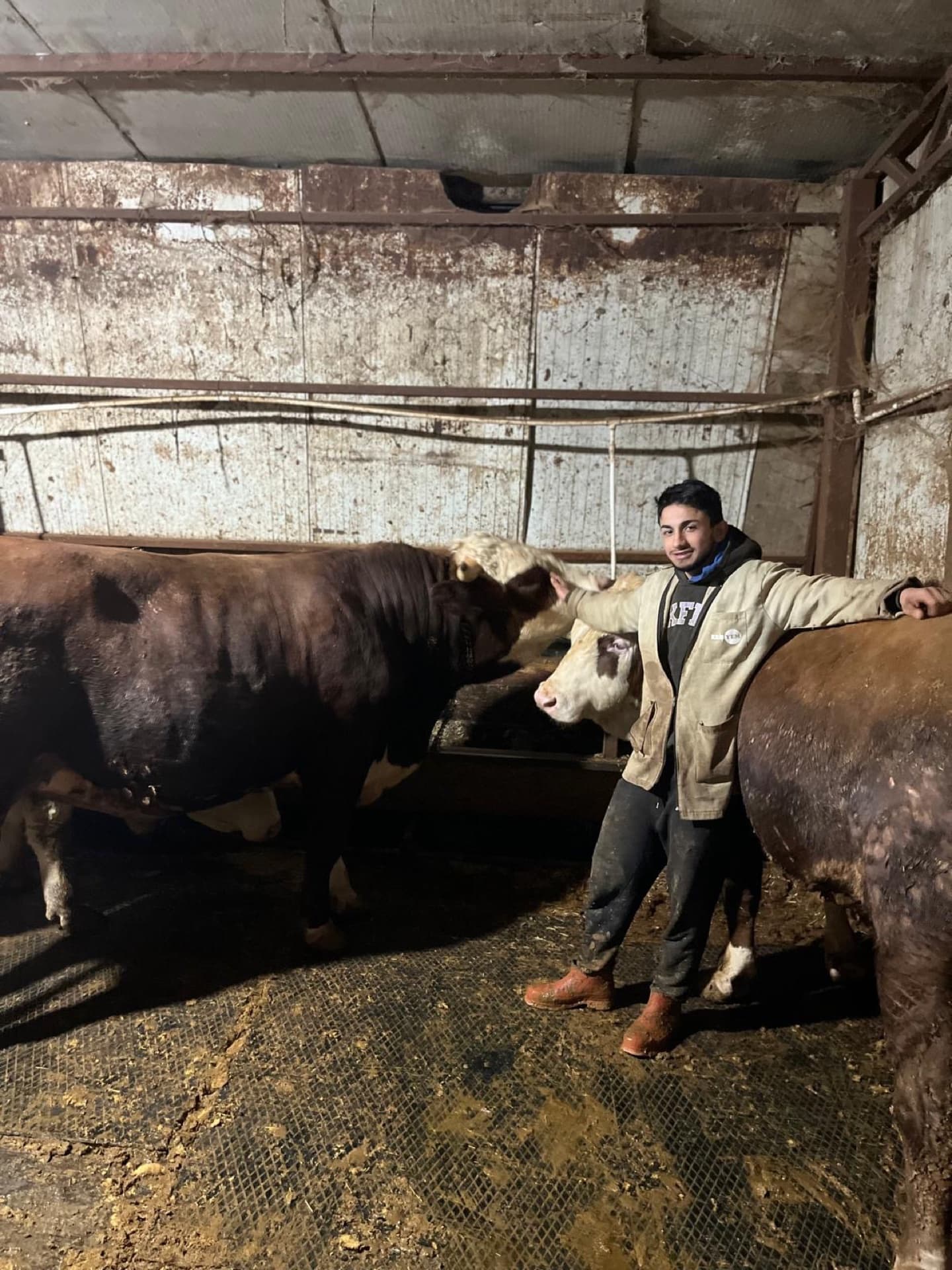 Büyükbaş kurban hisseleri organik hayvancılık kareleri