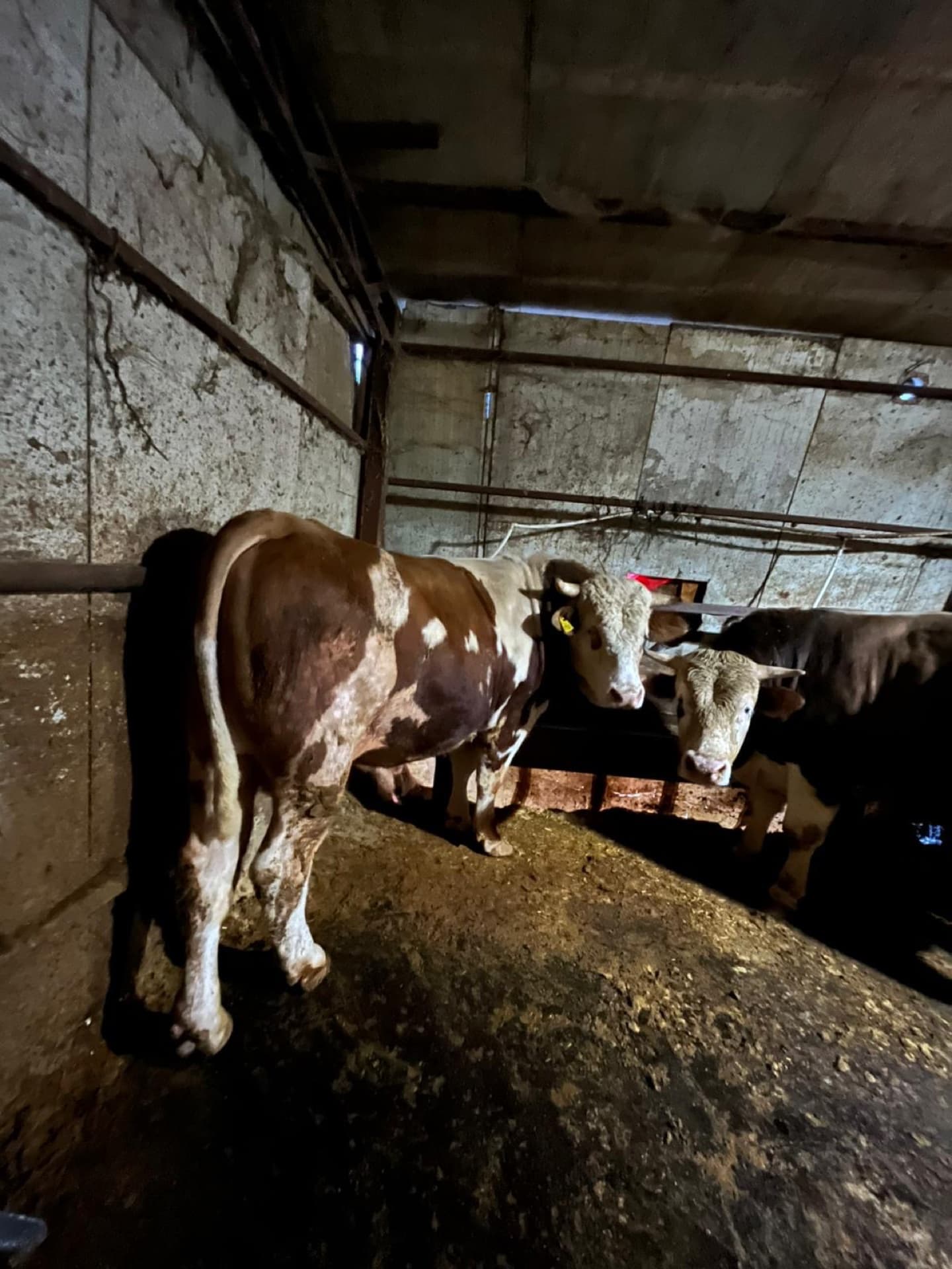 Sinan Karabulut Tarım modern hayvan barınakları ve inekler