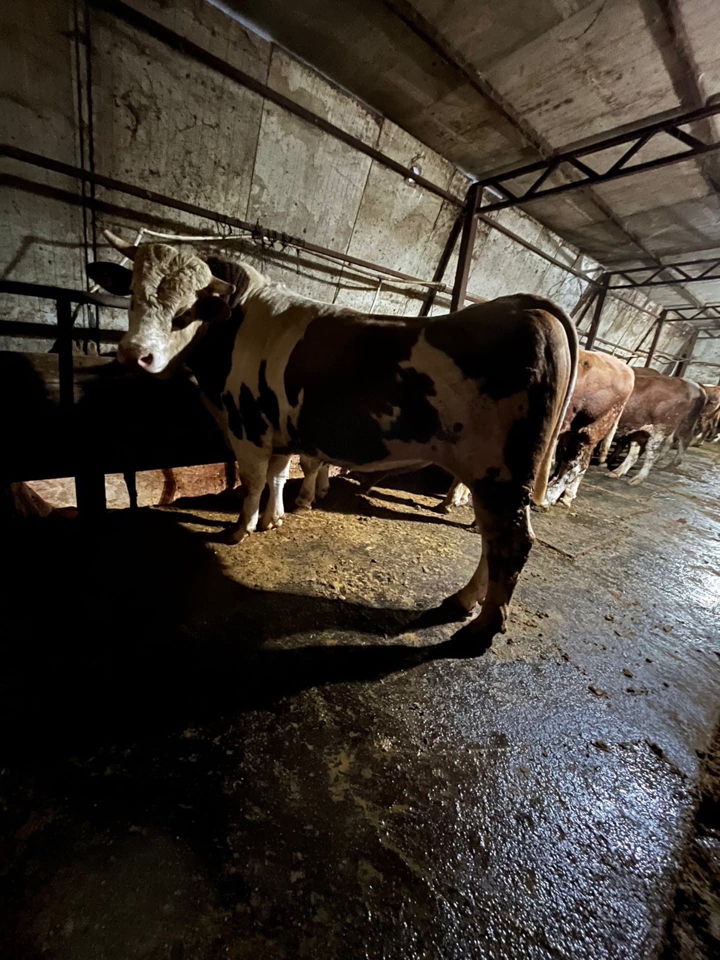 Geniş arazide otlayan yerli besi hayvan sürüsü kurbanlık fotoğrafları