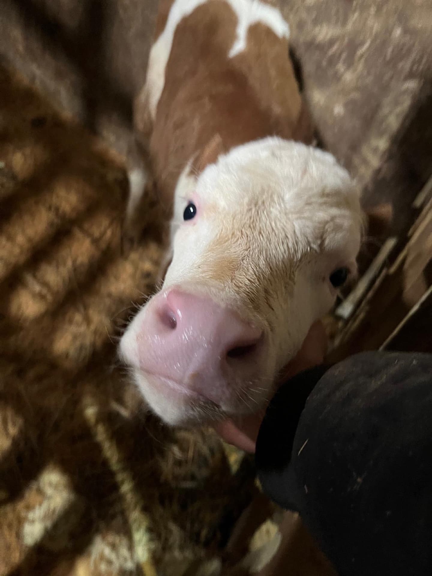 Doğal ortamında yetişen adaklık koyun ve sığır besiciliği görselleri