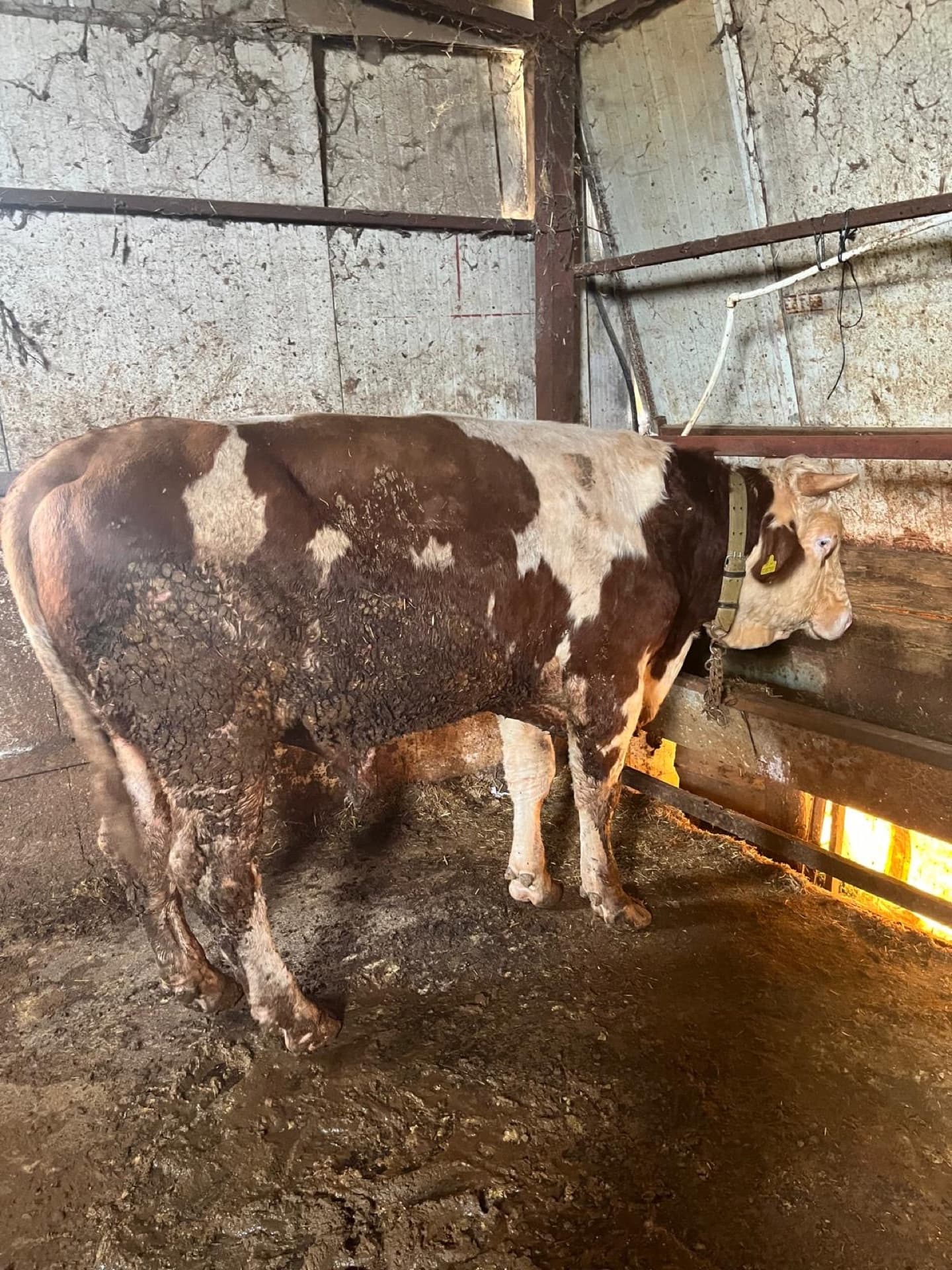 Çatalca bölgesi hayvancılık tarım çiftliği detaylı hayvan fotoğrafları