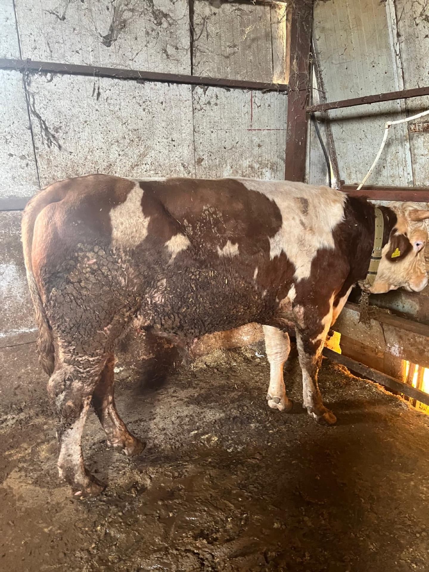 Çatalca kurbanlık düve ve dana yerli besi hayvancılık görüntüleri