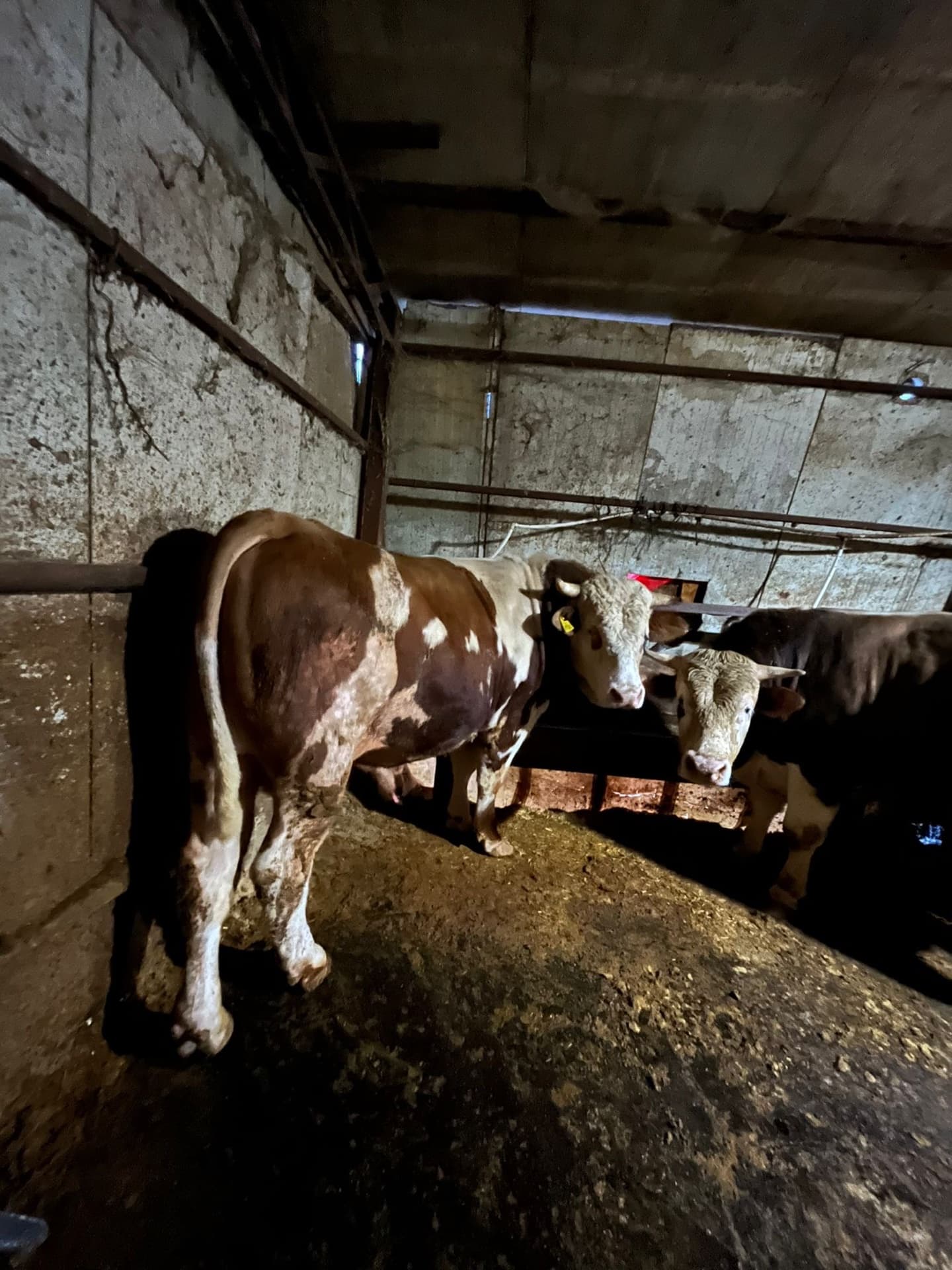 Organik koşullarda yetiştirilmiş büyükbaş hayvanlar mera görünümü