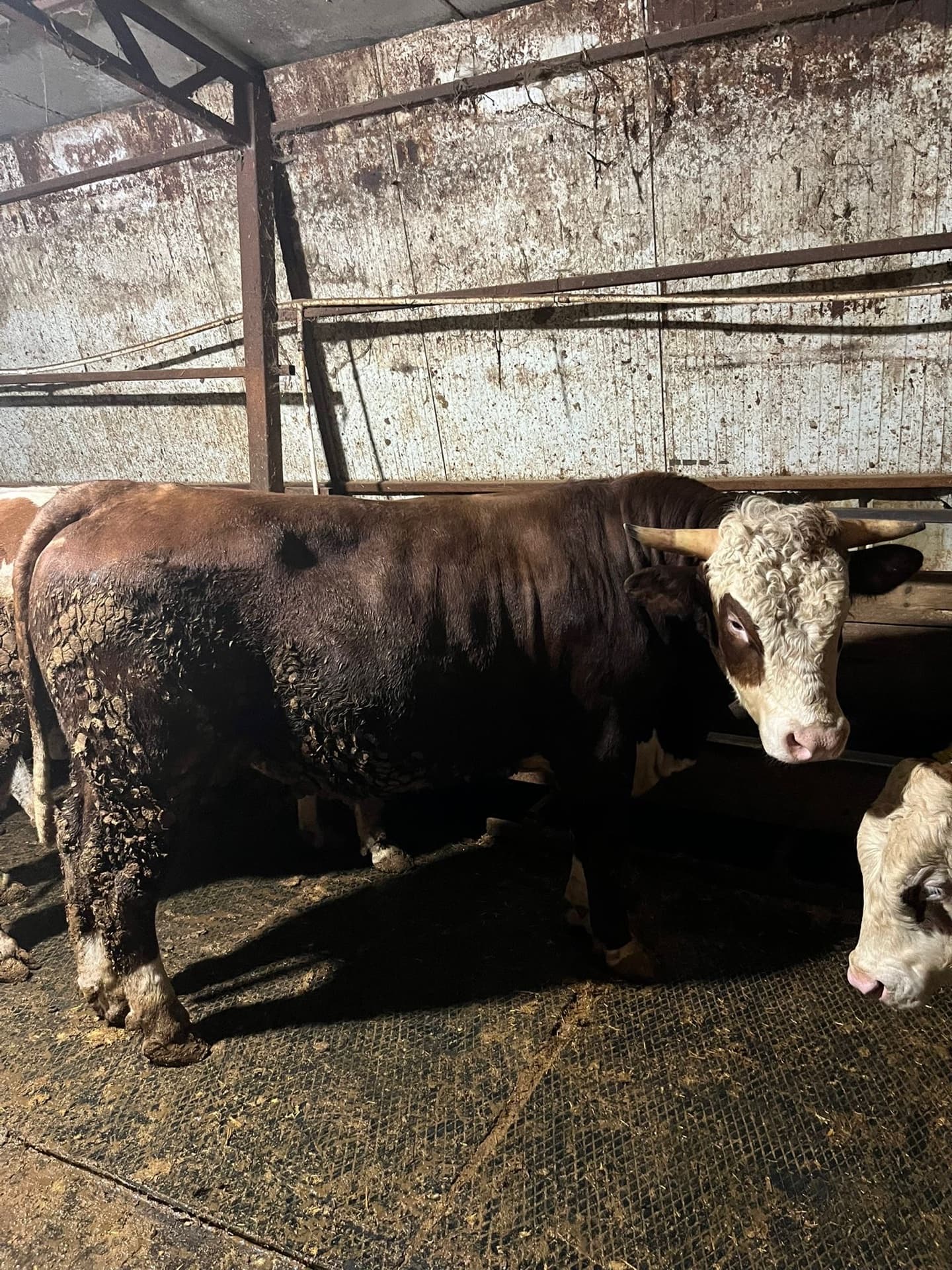 Büyükbaş çiftliğinden Çatalca manzarası ve açık besi alanları