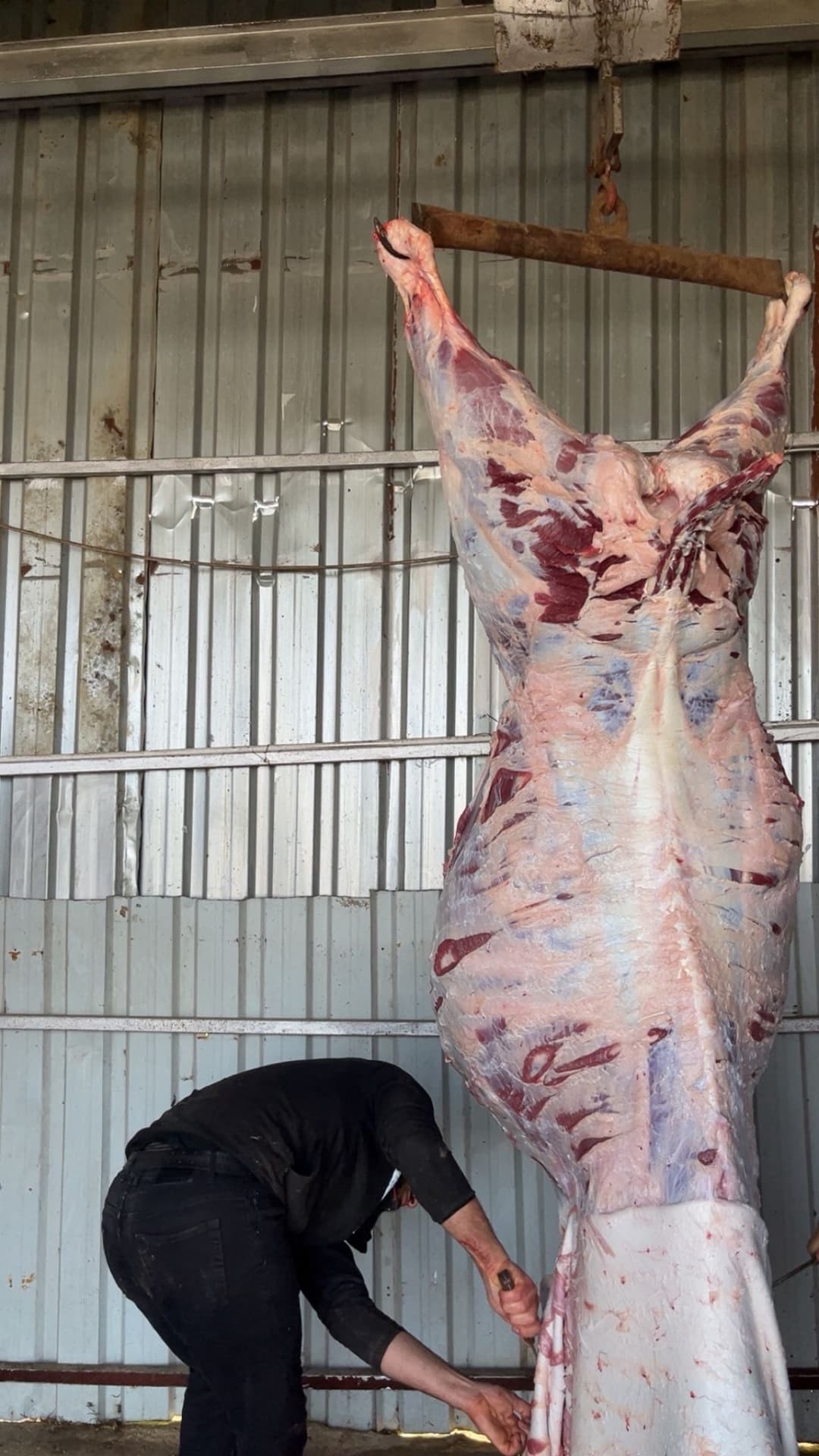 Oklalı köyü günlük çiğ süt sağım ortamı sağlıklı inekler