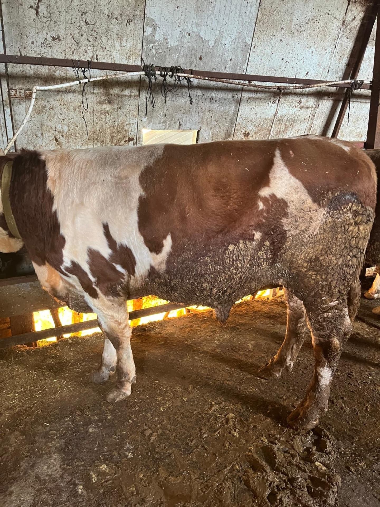 Kurban bayramı kesim hazırlıkları ve hisseli kurbanlıklar