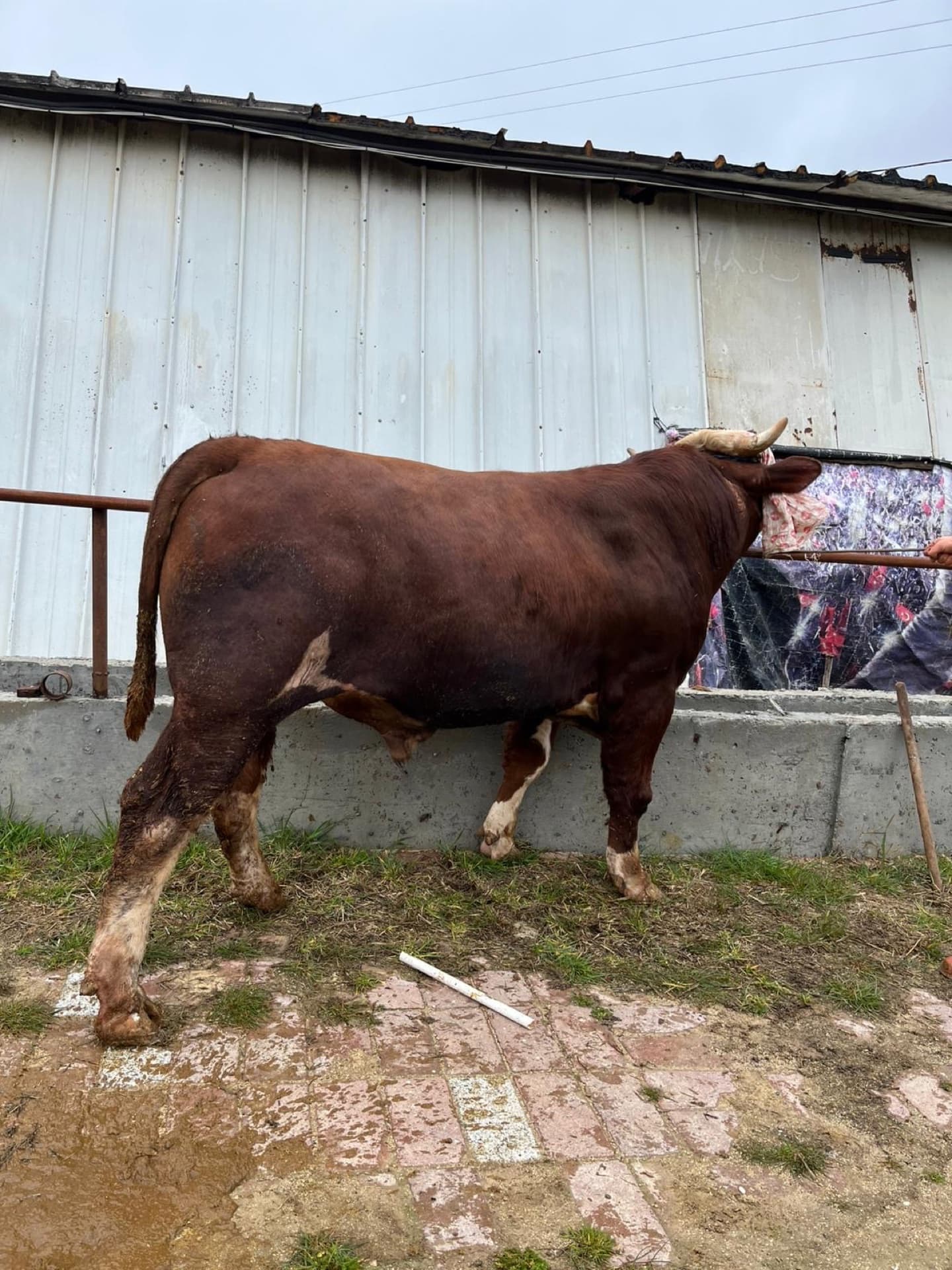 Çatalca büyükbaş adaklık dana çiftliğinden organik besi fotoğrafları