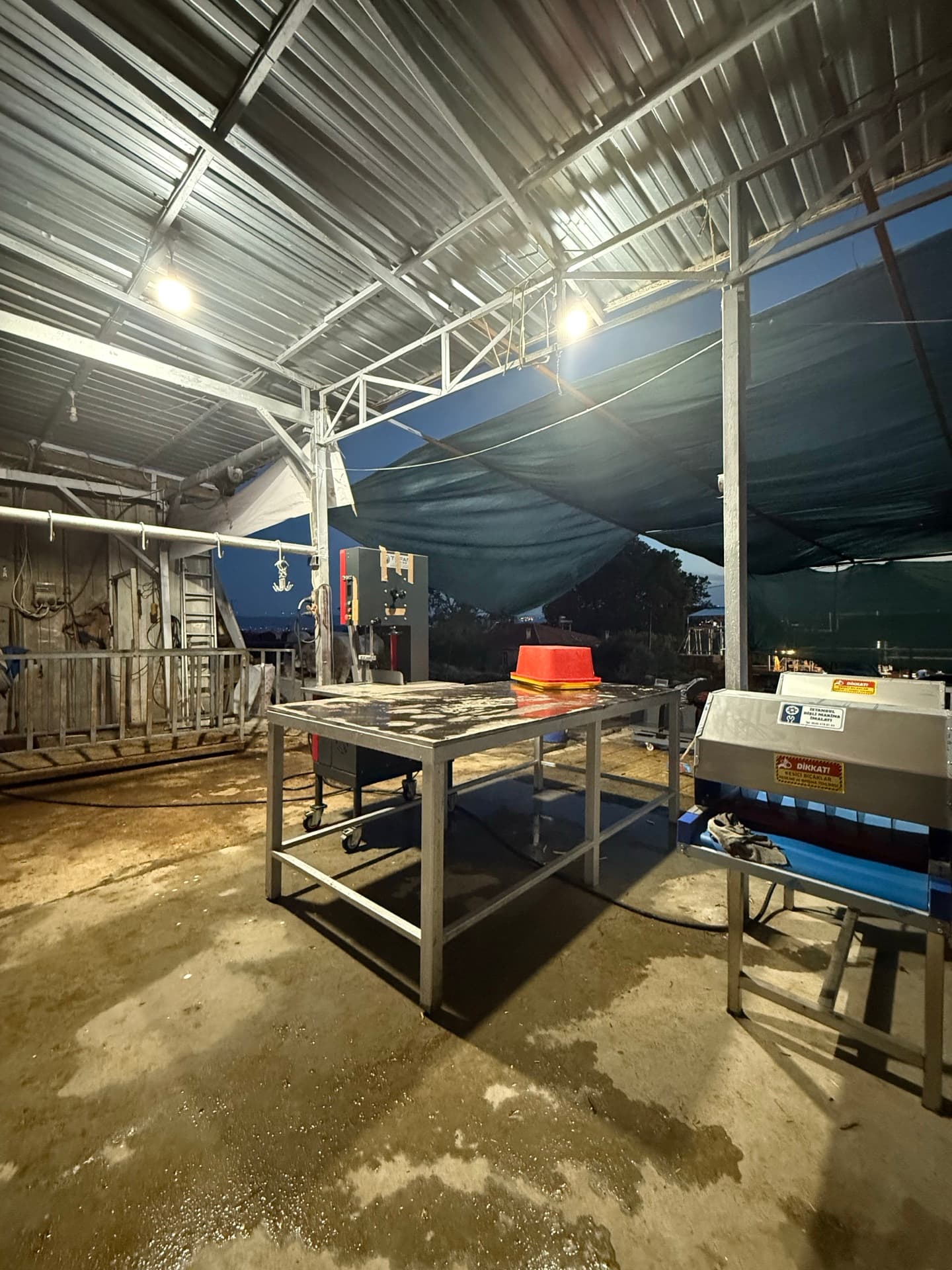 Sağlıklı ve veteriner gözetimindeki inek sürüsü yakından görünüm